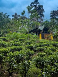 代尼耶耶Rainforest cabin的树丛中间的房子