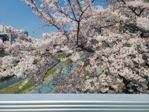 首尔BlueMoon 2Bedroom 1Toilet的一条河旁种满粉红色花的树