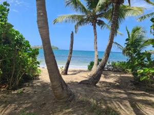 Mayreau IslandWild Lotus Glamping - Mayreau, Tobago Cays的棕榈树和海洋的沙滩