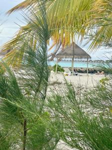 古雷德胡La Isla Tropica的海滩上设有遮阳伞和椅子,海洋上设有