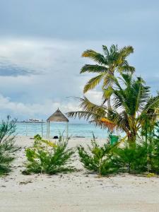 古雷德胡La Isla Tropica的海滩上的棕榈树与大海
