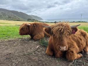 阿波罗湾Seacroft Estate的两只棕色的牛躺在地上的田野里
