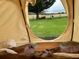 阿波罗湾Seacroft Estate的开放式帐篷享有田野牛的景致