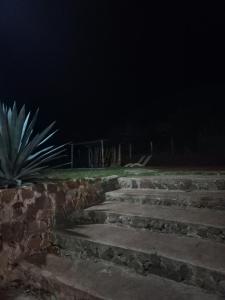Dos de MayoDel monte Dormis的一套石阶,晚上用植物