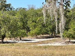 Lake AlfredThe Signature Orange Grove Suite的树上挂着树枝的树