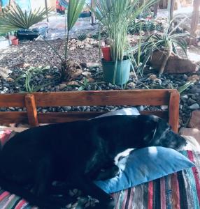 努韦巴Peace land camp的一只黑狗躺在床上的枕头上