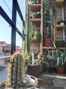 圣地亚哥Tu espacio Re - Departamento con encanto的天井上一群仙人掌和其他植物
