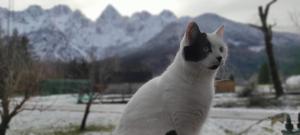 戈德马图杰克Idyllic Retreat Next to an Elven Forest的一只黑白的猫,背靠山