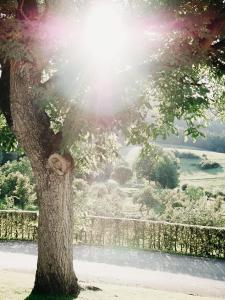 埃希特纳赫兰登哈弗住宿加早餐旅馆的太阳照在后面的树