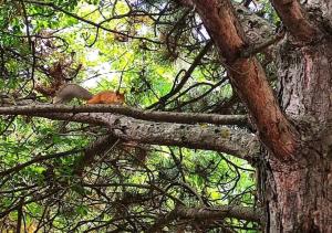 博尔若米Holiday Borjomi的坐在树枝上的小猫