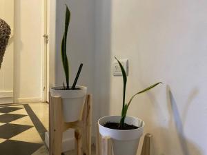 马德普拉塔Totem的两株白盆植物坐在房间里