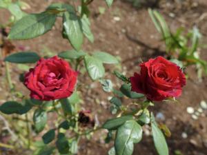 Rodrigues IslandBois Gournable的绿叶植物上两朵红玫瑰