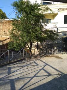第比利斯HELLO HOSTEL的建筑物旁的 ⁇ 里树