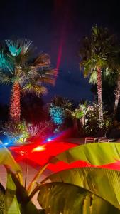 索利耶蓬Le Cocoon Lodge du Gapeau & Massage的一群棕榈树在晚上,灯光照亮