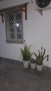布拉柴维尔Julie-Appart的墙上有窗的三株盆栽植物