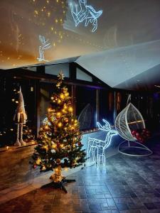 特鲁斯卡韦茨Glory的圣诞树在灯火通明的房间