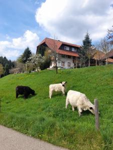 巴登-符腾堡Dischhof的三只羊在房子前面的田野上放牧