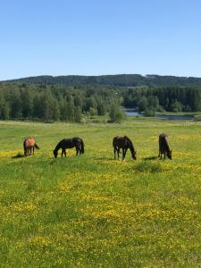 图什比Torpgården的一群马在花田里放牧