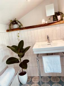 文特诺The Ventnor Annex的一间带水槽和盆栽植物的浴室