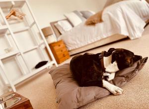 文特诺The Ventnor Annex的狗躺在卧室的枕头上