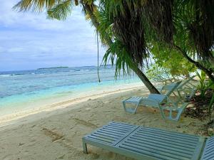 翡诺岛Kihaa Holiday Home的海滩上棕榈树下的一个蓝色长椅