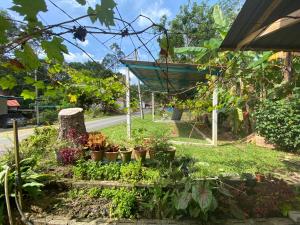 彭亨Chu Mon's Homestay Janda Baik (15 min from river)的路边种有盆栽植物的花园