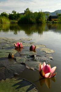 布朗Green Resort Bran的湖上一群粉红色的水 ⁇ 
