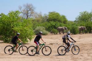LentswelemoritiEuphorbia Mashatu的三位骑着自行车的人在土路上骑着大象