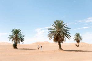 姆哈米德Camp Sahara Holidays的两个人站在两棵棕榈树之间的沙漠中