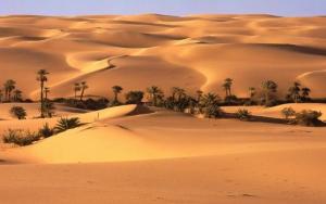 姆哈米德Camp Sahara Holidays的一片棕榈树和沙丘的沙漠