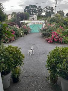 班敦Saint Martin's Bed and Breakfast的一只小白狗站在种着鲜花的庭院里