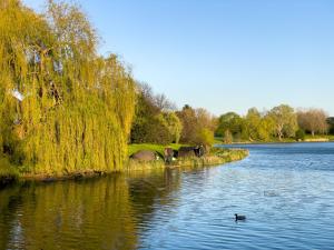 伦敦Lake view private room, desk, 1 Gbps net, free parking的鸭子在河里与树一起游泳