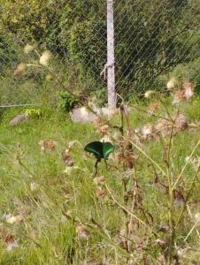 穆里Patriata Suits Camping Site的站在草地上靠近围栏的绿色鸟