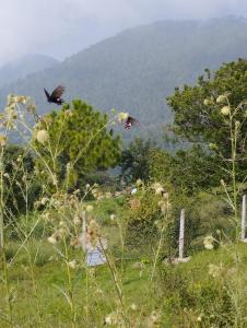 穆里Patriata Suits Camping Site的两只鸟飞过一个山地