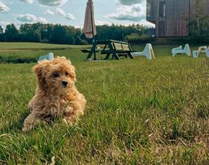 肯琴Glemuria的一只棕色的狗坐在草地上