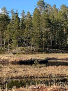 孔斯温厄尔Velkommen til Finnskogen og minihytta Rimbila的树木林地里的水体