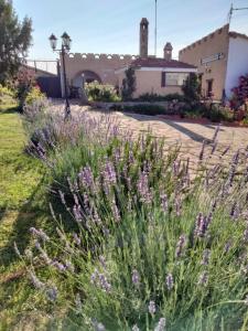 Arenzana de AbajoCASA TURÍSTICA Villa Carmen, CON CHIMENEA, AMPLIA ZONA DE JARDÍN, BARBACOA, PISCINA Y GARAJE的一座花园,在一座建筑前种有紫色花卉