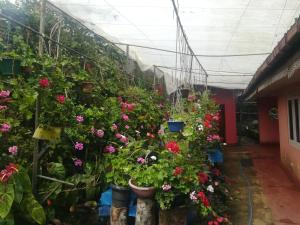 哈普特莱Dinu Homestay的花丛繁多的温室