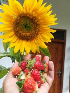 哈普特莱Dinu Homestay的持向日葵和草莓的人