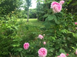 蒂霍尔姆Thyholm B&B的花园里的一群粉红色玫瑰
