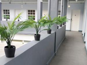 拉拉古纳Room27的走廊墙上一排盆盆栽植物
