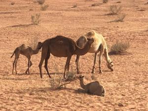 瓦迪拉姆Calm Camp的一群骆驼站在沙漠中