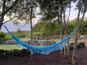圣罗克杜皮库WAKA PICO AZORES的悬挂在海洋附近的树木上的蓝色吊床
