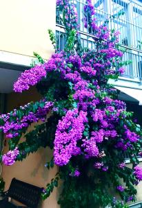 加尔达湖滨Appartamento villatorretta24的挂在建筑物上的一束紫色花