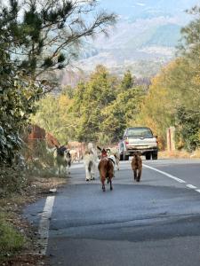 尼科洛西Chalet Serra Pizzuta的一群沿路走的动物
