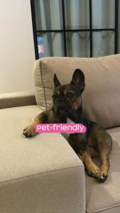 布克维Ribas Karpaty的一只狗坐在沙发上,上面有粉红色的标志