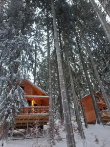 布什泰尼Chalet Hay Huy的雪中树林里的小木屋