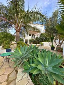 丹吉尔La Finca - 3BR Seaside Villa with Private Pool & BBQ的种有植物、桌子和棕榈树的花园