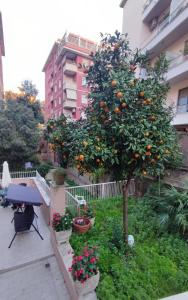 罗马VATICAN GREEN GARDEN的一座花园中的橘子树,位于一座建筑旁边