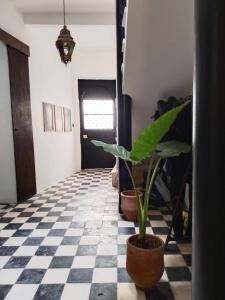 丹吉尔Dar Gara的走廊上设有黑白格子地板和植物